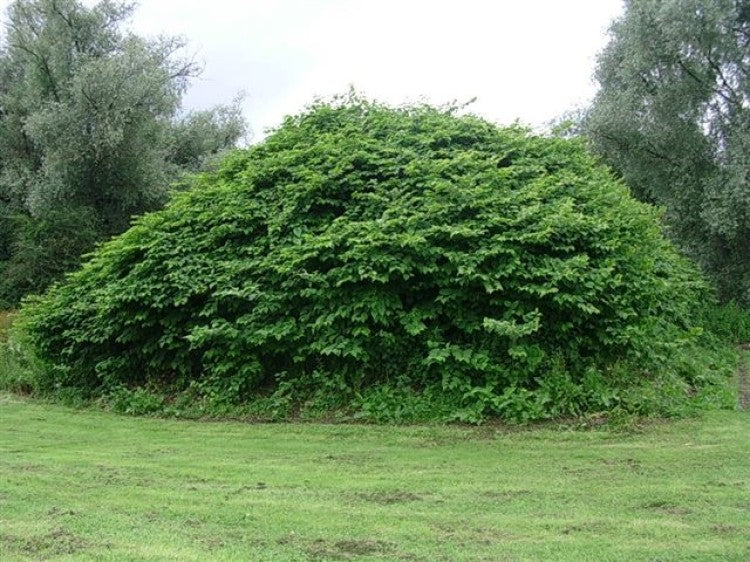 1. Japanese knotweed in July prior to herbicide treatment using the InjectorDos