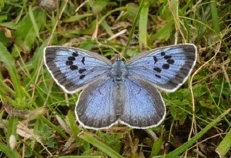 1.large blue   somerset martin warren   small