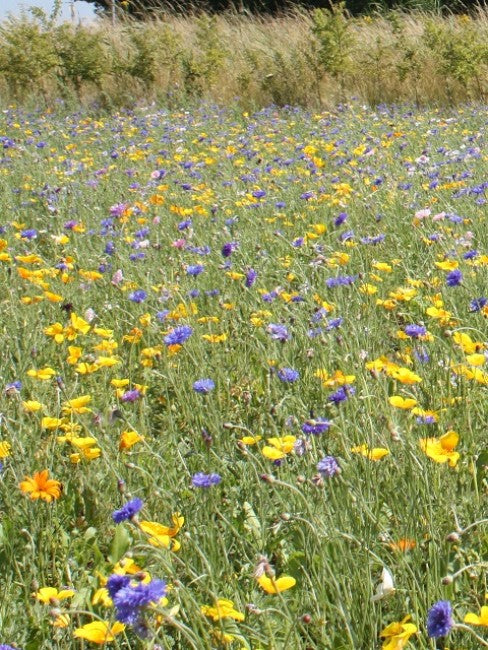 100% WildFlower Butterfly and bees