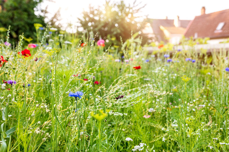 6 urban wildflowers.jpg