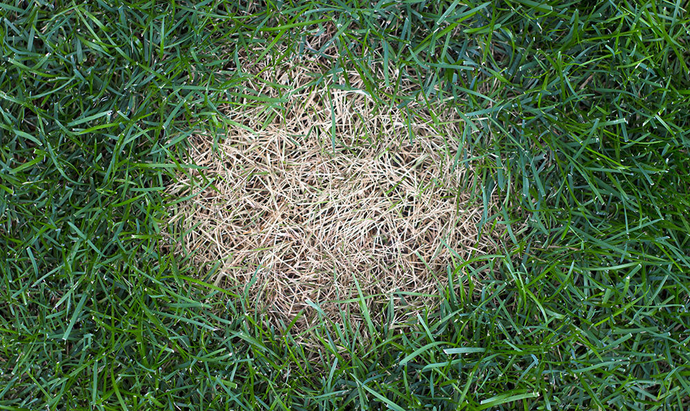 Sports Turf Agronomy Advice - June 2024