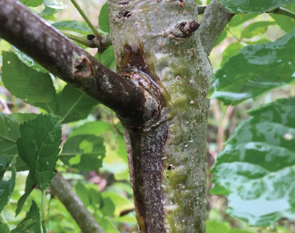 The impact of Ash dieback