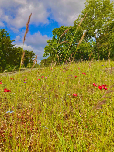 Wildflower from DLF helps Celtic Manor achieve GEO Certified status