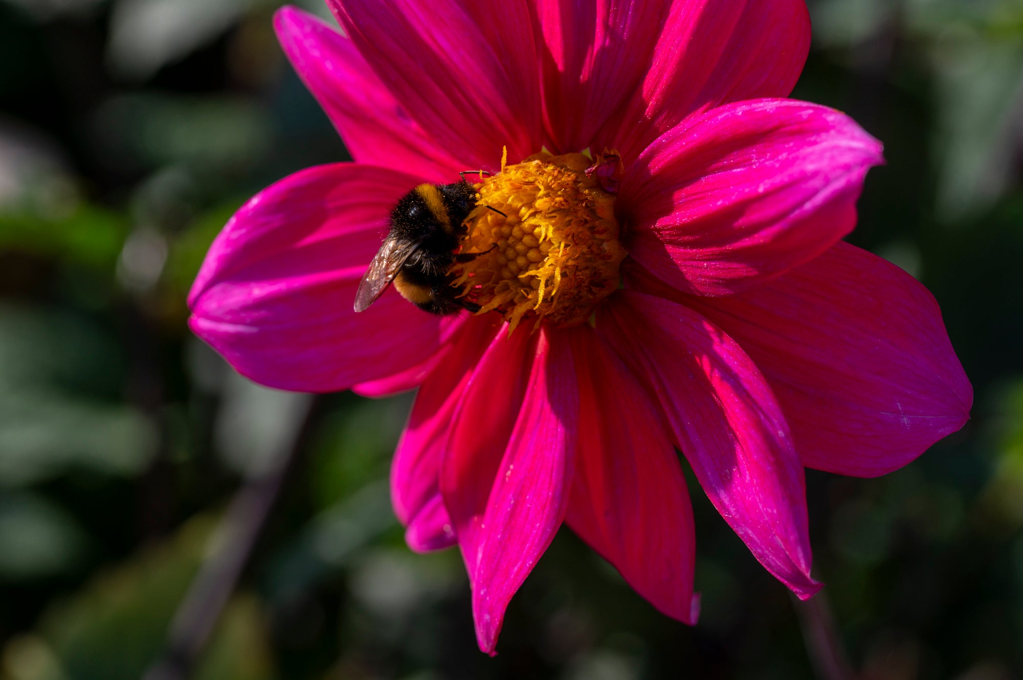 Dahlias delight at Blenheim Palace