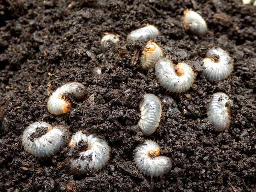 Integrated turf management - pest control using nematodes