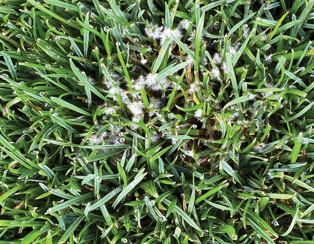 Pythium diseases in UK turfgrass