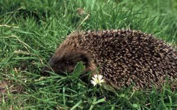 New report suggests a continuing decline in hedgehogs