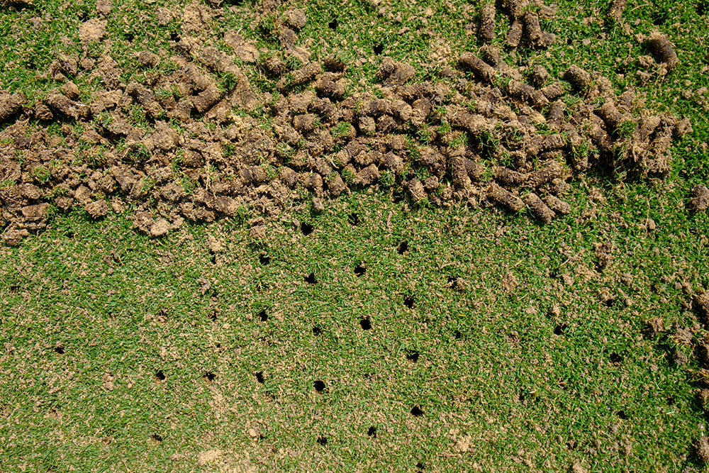 Sports Turf Agronomy Advice - November 2024