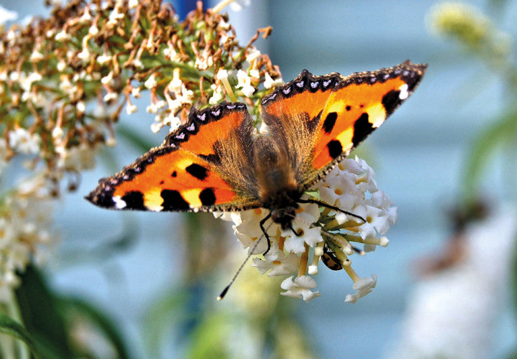 Aglais urticae butterfly