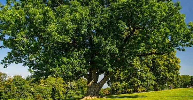 AshDieBack