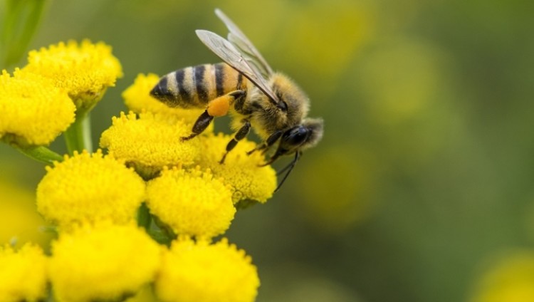 B&Q bees data tag