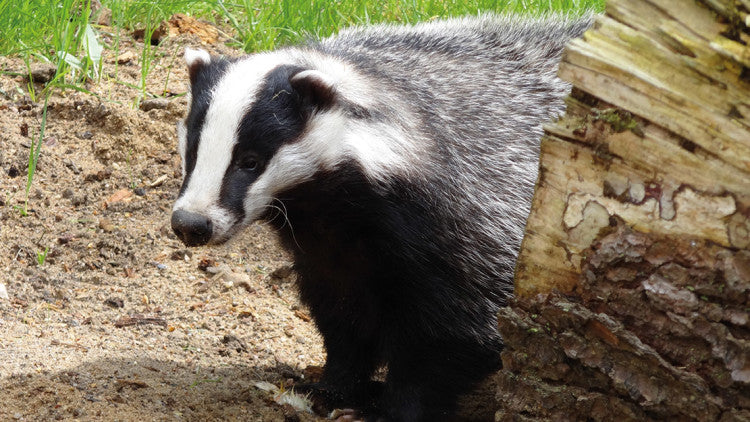 Badger5 Pixabay