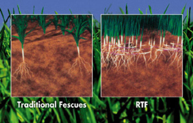 Barenbrug announces tall fescue breakthrough