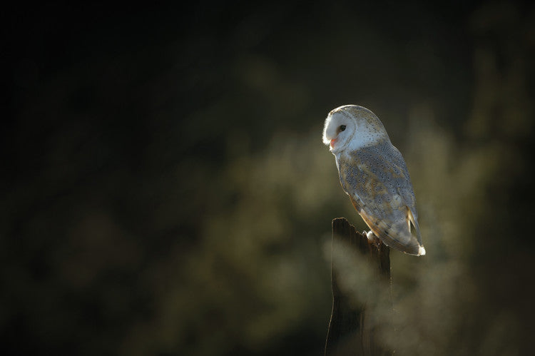 BarnOwl iStock