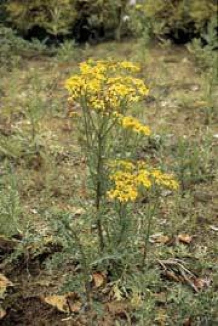 New Code of Practice increases need to control Ragwort