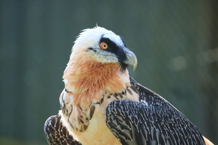 Bearded-vulture-Ready.jpg