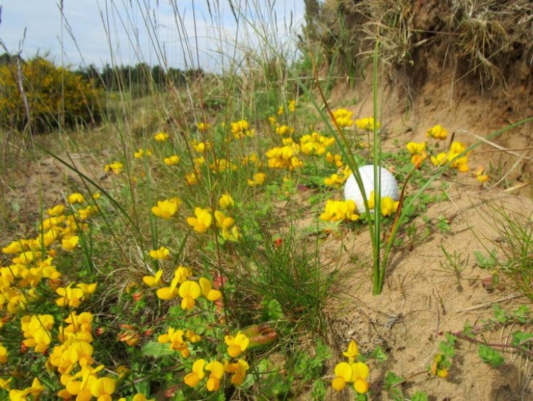 Bird’s Foot Trefoil