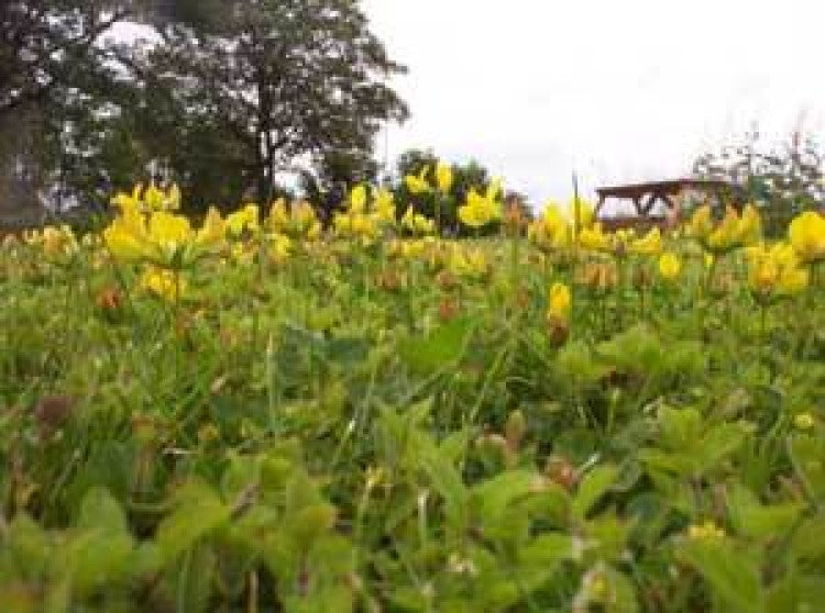 Weed of the Week: Bird's foot -trefoil (Lotus corniculatus L.)