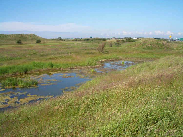 Birkdale dune slack by 16 tee.jpg