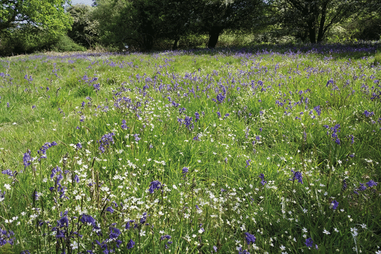 Bluebells&Stitchwort