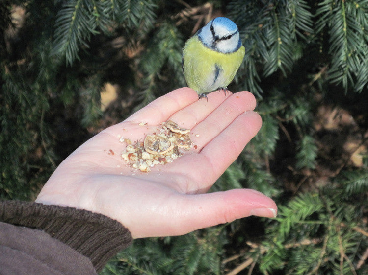 BlueTit