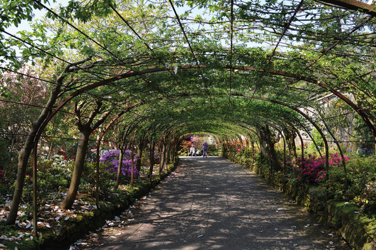 Bodnant Pergola