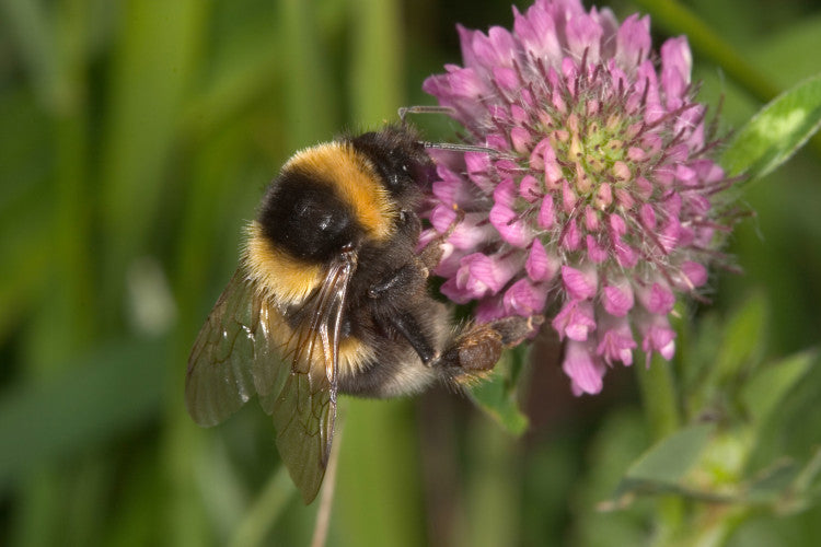 Bombus ruderartus mr