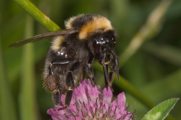 Bombus ruderatus mr