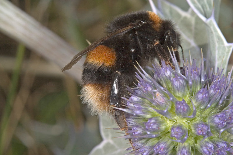 Bombus Terrestris Bee