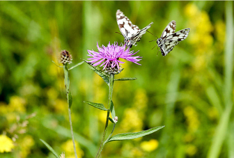 Butterflies