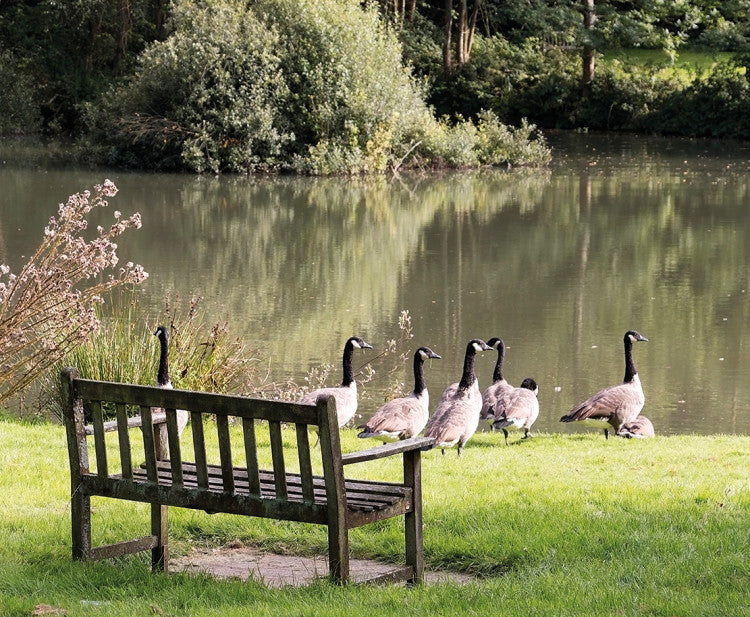 CanadaGeese Park