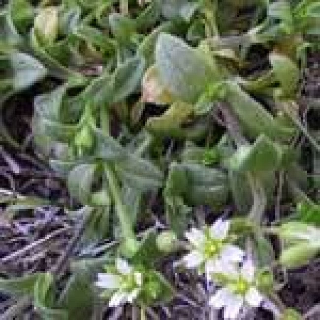 Weed of the Week:  Mouse-ear chickweed (Cerastium vulgatum)