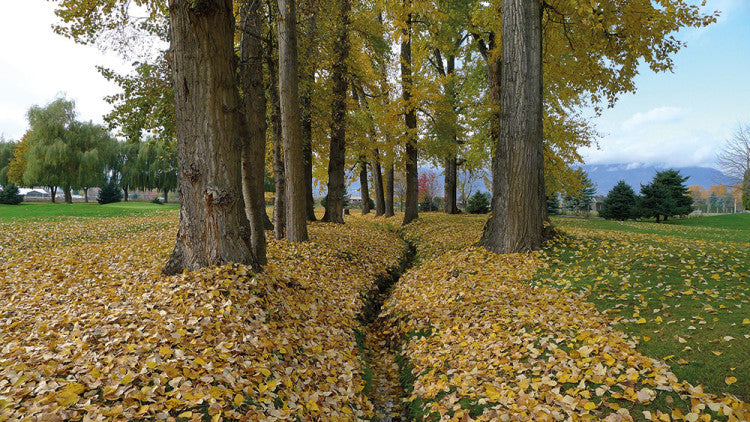 Certhia draining ditch at golf course trees autumn