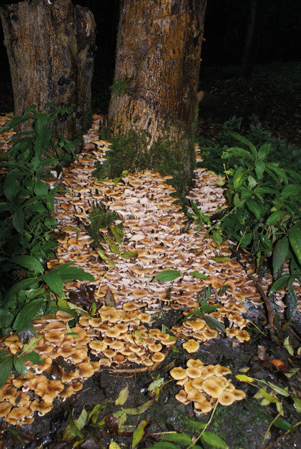 Certhia mushrooms