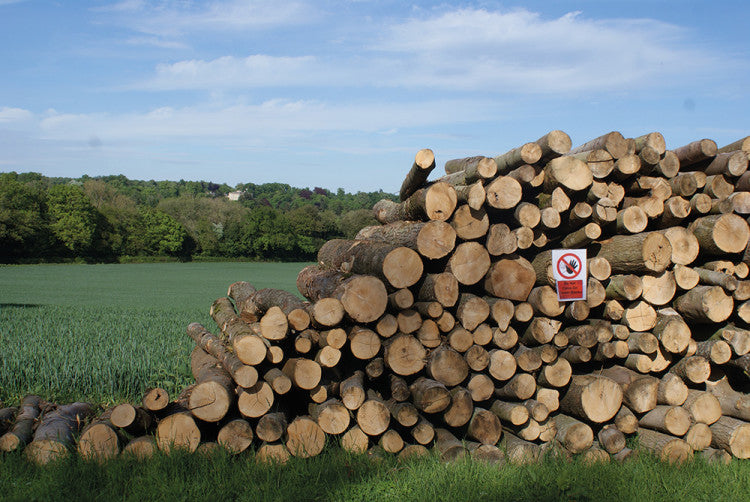 Certhia pile of trees