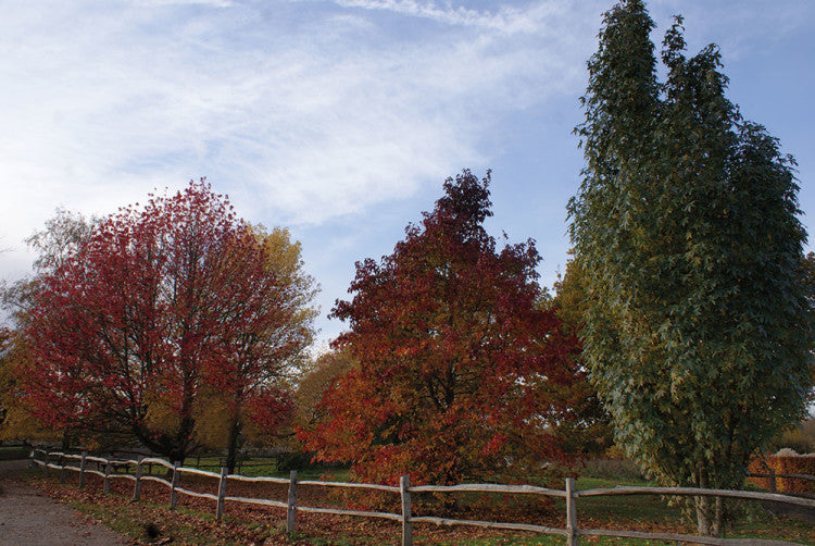 Certhia Right tree in the right place   a group of Liquidambar at RHS Wisley