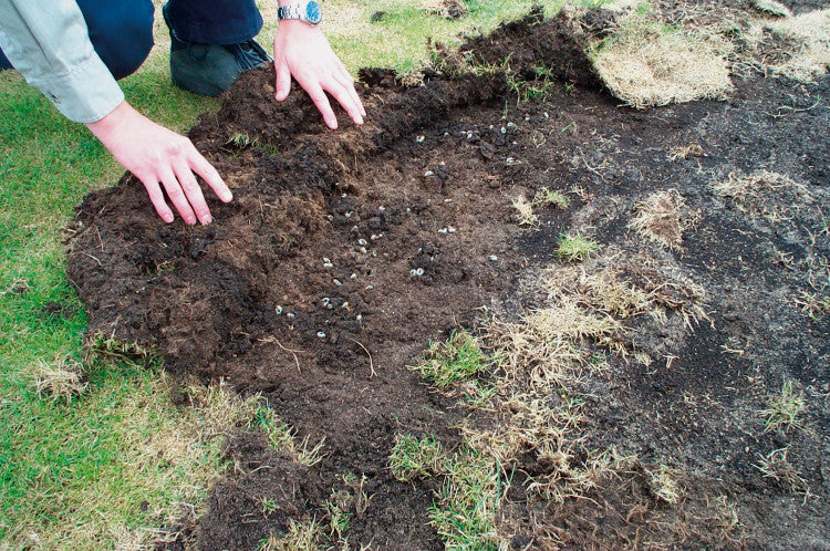 Chafers Under Surface (2)