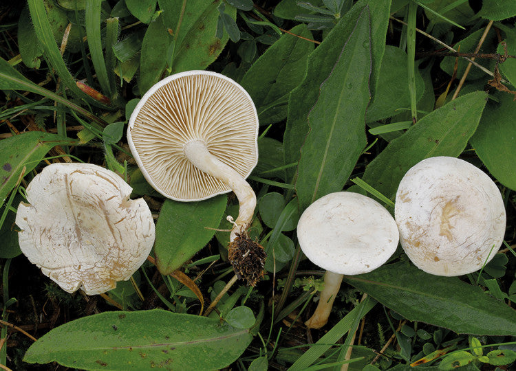 Clitocybe rivulosa(Wiki)