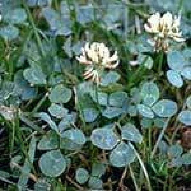 Weed of the Week: White Clover (Trifolium repens)