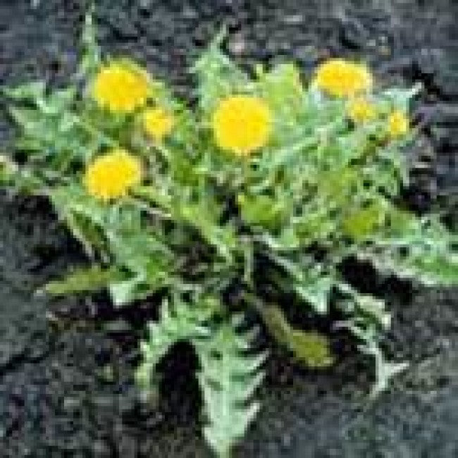 Weed of the Week: Dandelion (Taraxacum officinale)