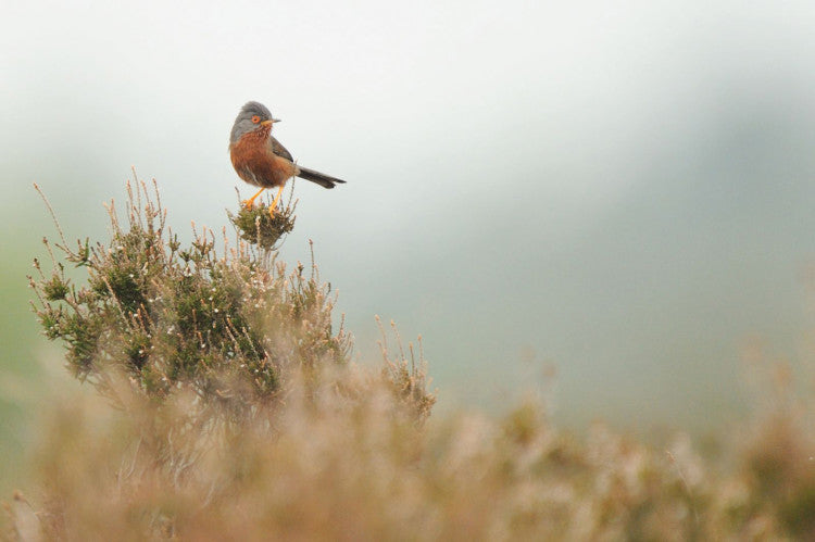 DartfordWarbler AmyLewis(2)