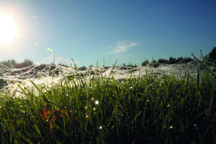 Disease problems Fulford GC dew