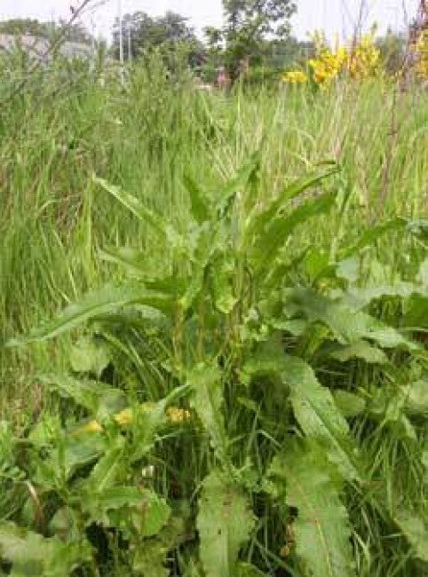 Weed of the Week: Broadleaf dock (Rumex obtusifolius)