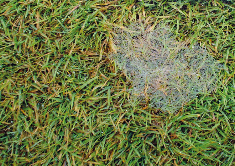 dollar spot mycelium 1 jpg