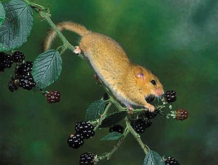 Dormouse2