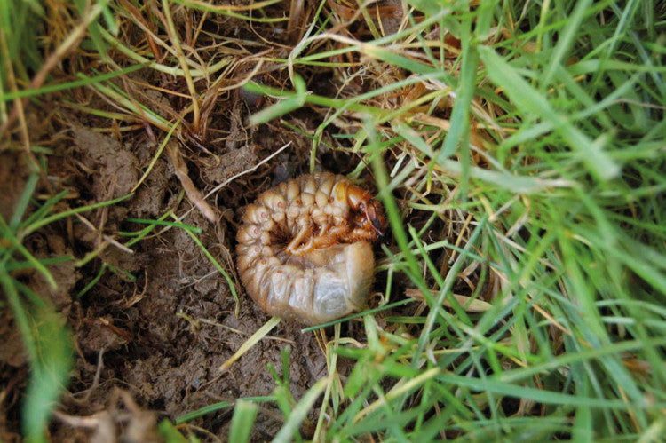 Edgbaston Priory Club chafer grubs