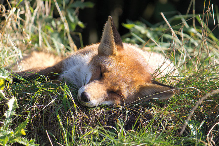 EuropeanFox Sleeping