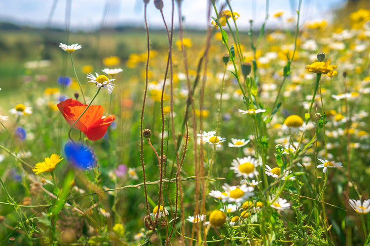 Farleigh-Golf-Club_Wildflowers.jpg