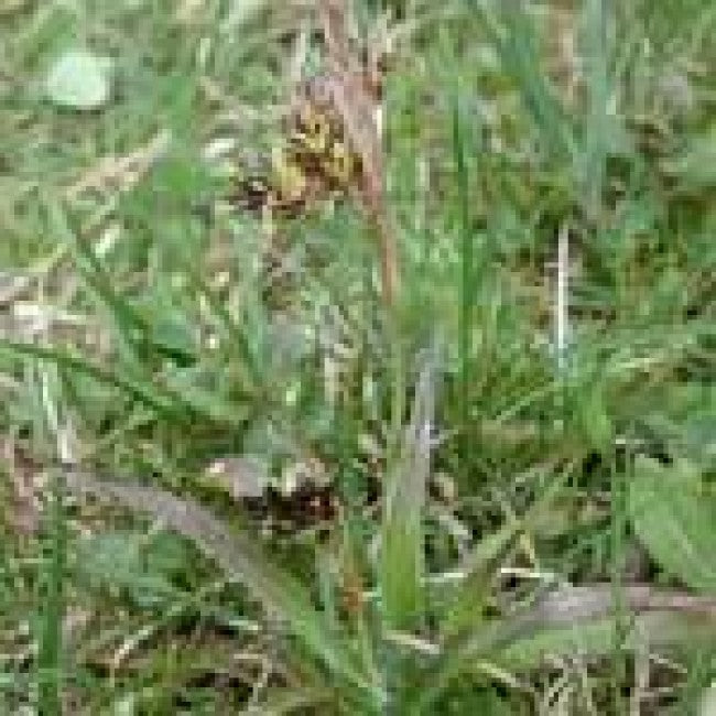 Weed of the Week - Field Woodrush