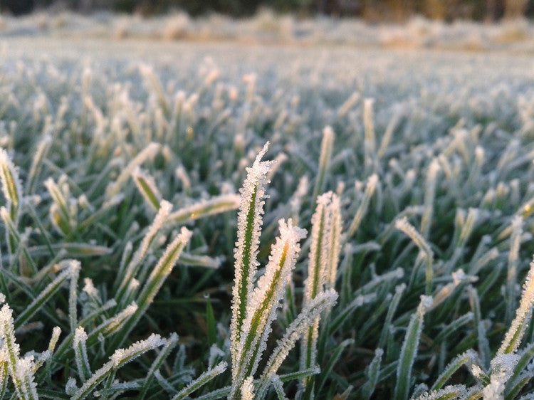 Frost close up